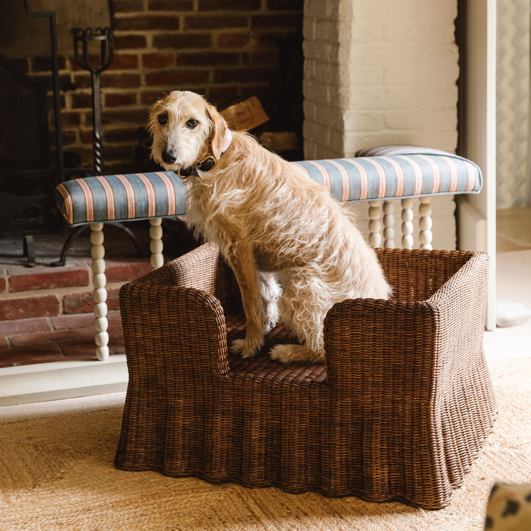 Lassie-dog-bed-large-with-a-dog 